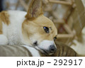 退屈だわん