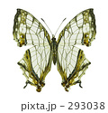 イシガキ蝶
