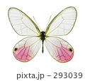 スカシジャノメ蝶