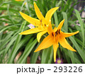 ムサシノキスゲの花