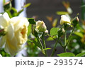 バラ