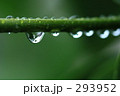 新緑としずく_002