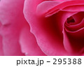 薔薇_030