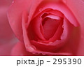 薔薇_029