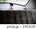 リアの住人