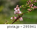 ウツギ