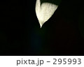 葉と影