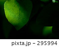 葉と陰