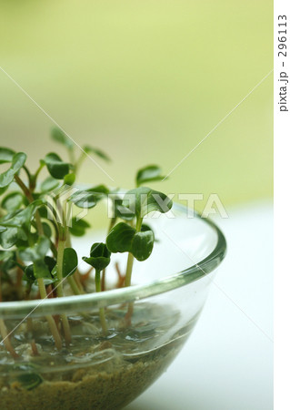 発芽Ⅰ