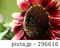 ひまわり_003