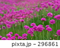 満開のアルメリア