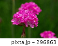 アルメリア