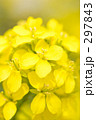 菜の花
