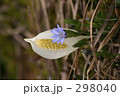 水芭蕉