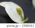水芭蕉