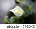 水芭蕉