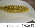 水芭蕉