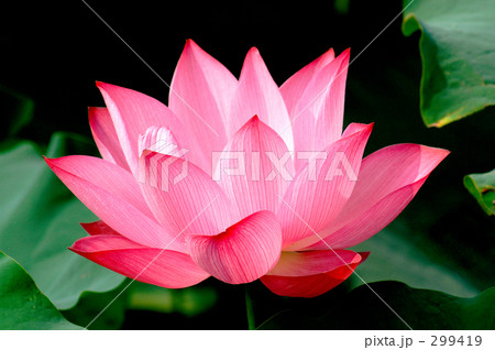 ハスの花 ハスの花