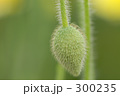 つぼみ