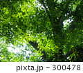 薫風渡る新緑の森