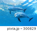 こちらを向くイルカ