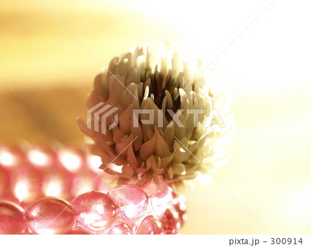 White clover White clover