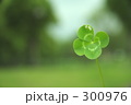 四葉と緑