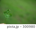緑の空間