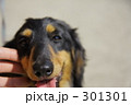 ミニチュアダックスをなでる