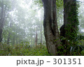 霧のブナ林