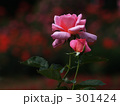 素材ナンバー 301424 : 「無題」