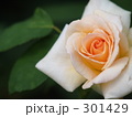 素材ナンバー 301429 : 「無題」