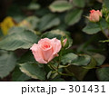 素材ナンバー 301431 : 「無題」