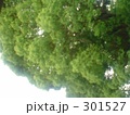 301527