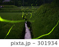 ホタル、日本の風景