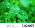水滴と葉っぱ