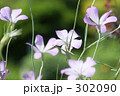 ムギナデシコ