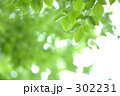 素材ナンバー 302231 : 「木漏れ日」