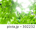 木漏れ日 木漏れ日