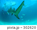 泳ぎ去るサメ
