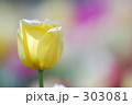 チューリップ