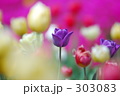 チューリップ