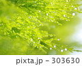 雨上がりのゴールドクレストと雨雫　２