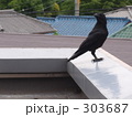 カラス
