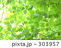 素材ナンバー 303957 : 「ブナの新緑」