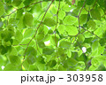 新緑 新緑