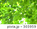 新緑 新緑