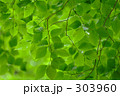 緑