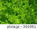 新緑 新緑