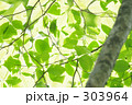 やさしい緑 やさしい緑
